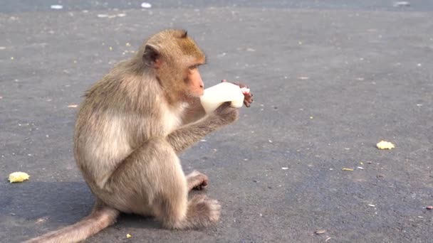 A thai monkey or Crab-eating macaque, Macaca Fascicularis Raffles eating milk and sitting and blur background in phra kal shrine, Lopburi THAILAND — Stock Video