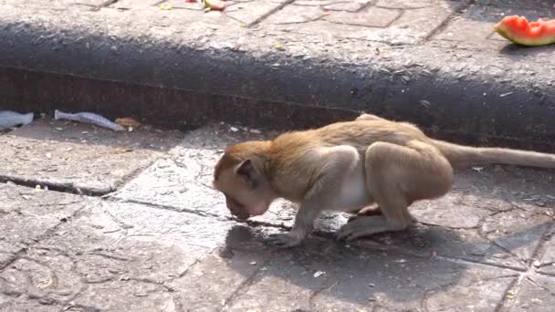 Tajska małpa lub makak żywiący się krabami, Macaca Fascicularis Raffles Woda pitna z zarazkami, brudny wirus zakaźny i siedzenie oraz w świątyni phra kal, Lopburi ThAILAND — Wideo stockowe