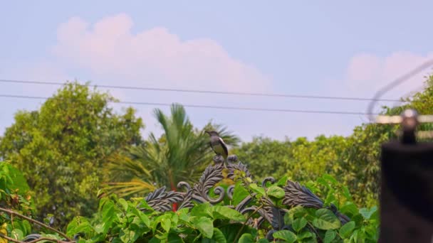 Magpie pasăre în picioare pe perete Magpie în picioare pe perete cu natura ca un fundal. Păsări locale din Thailanda . — Videoclip de stoc