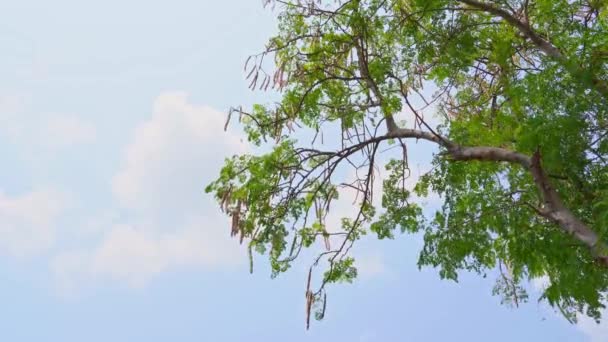 Il grande albero di rafano o Moringa oleifera Lam, bacchetta è un albero locale del sud-est asiatico Thailandia in sfondo cielo blu . — Video Stock