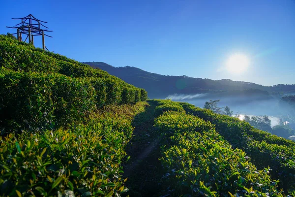 Чайная Плантация Красивой Зеленой Траве Парка Гор Солнечный Свет Фон — стоковое фото