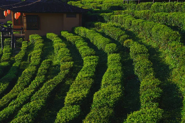 Чайная Плантация Красивой Зеленой Траве Парка Гор Солнечный Свет Фон — стоковое фото