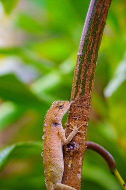 Makro konsepti kapat bahçe kertenkelesi, doğu bahçesi kertenkelesi, değişken kertenkele veya Calotes versicolor bahçedeki ağaçlarda su ve güneş ışığı yiyen..