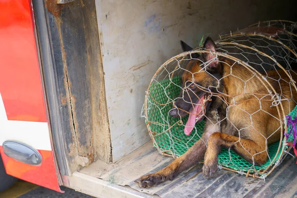 A dog in a cage storage space under the bus for Dissected and dog meat dead body selling a grilled for barbecue street food of Vietnam. Food is difficult.