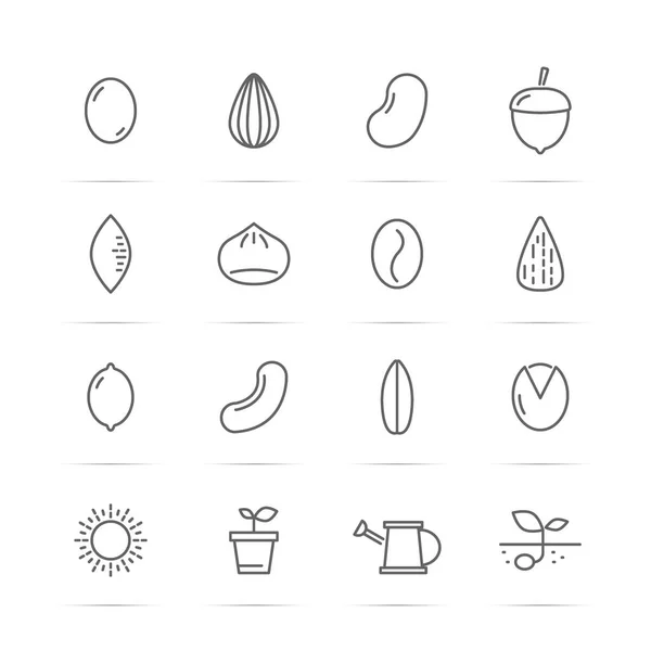 Semilla y nuez vector línea iconos — Archivo Imágenes Vectoriales