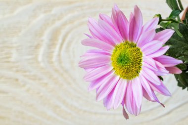 Pembe yapraklı güzel kasımpatı çiçeğinin yakın çekimi