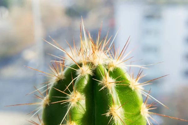Kaktusz a napfényben az ablak közelében. Makrofotózás — Stock Fotó