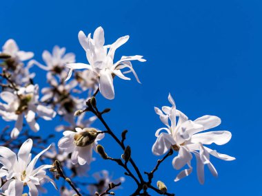 Beautiful white magnolia flowers on a bright blue sky background