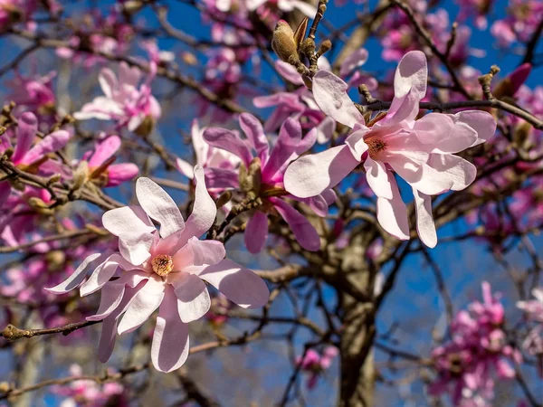 Pink magnolia flowers on a background of blooming magnolia tree