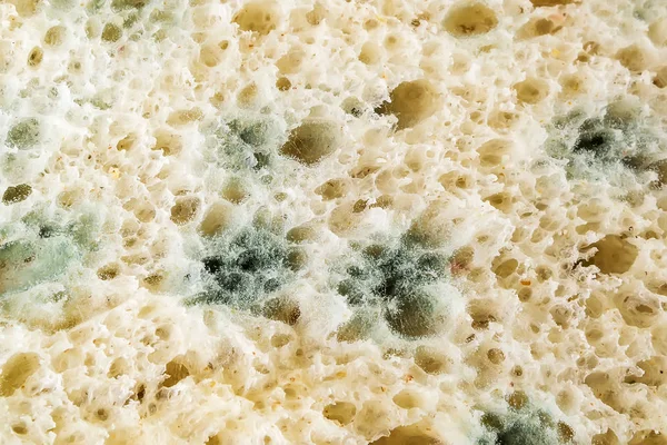 Macrofotografia de mofo verde em um pão velho . — Fotografia de Stock