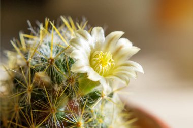 Macrophotography of pale yellow flower of cactus Mammillaria