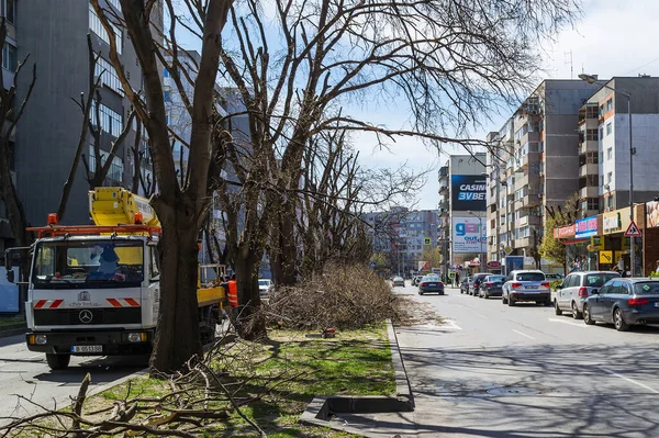 Βάρνα Βουλγαρία Απριλίου 2020 Εποχικό Κλάδεμα Γυμνών Δέντρων Στο Δρόμο — Φωτογραφία Αρχείου