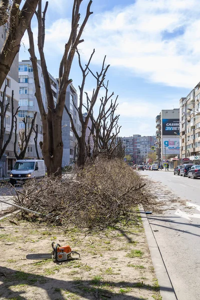 Βάρνα Βουλγαρία Απριλίου 2020 Άνοιξη Κλάδεμα Γυμνών Δέντρων Στο Δρόμο — Φωτογραφία Αρχείου