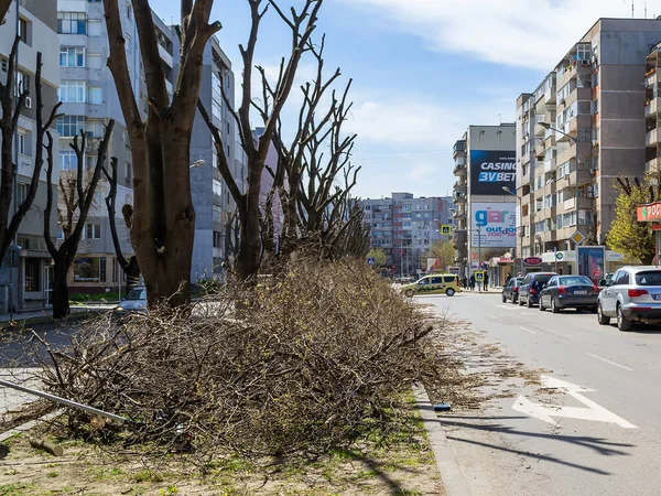 Βάρνα Βουλγαρία Απριλίου 2020 Σωρός Κλαδεμένων Κλαδιών Δένδρων Στοιβαγμένων Φαρδύ — Φωτογραφία Αρχείου