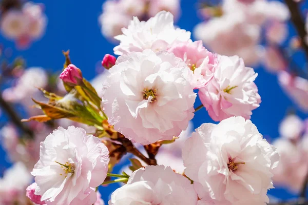 Крихітні Пишні Квіти Рожевої Сакури Тлі Яскраво Блакитного Неба Сонячний — стокове фото