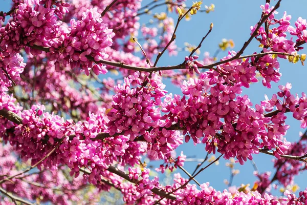 Cercis 'in çiçek açan dalları, güneşli bir bahar gününde mavi gökyüzüne karşı Yehuda Ağacı olarak da bilinir. Doğu kızılcık ağacının mor çiçekleri. Yakın plan..
