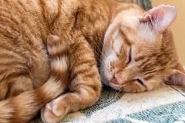 Kırmızı kedi bir sandalyeye kıvrıldı ve uyudu. Turuncu tekir kedi gözlerini kapattı ve evde dinleniyor. Evcil hayvan ve hayvan davranışları. Yakın plan..