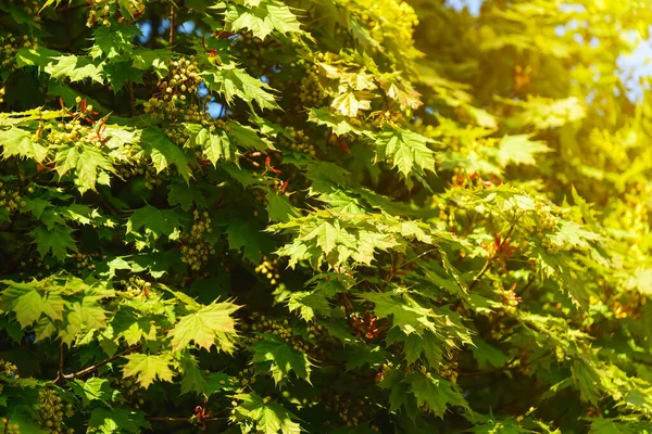 Folhas Frescas Exuberantes Inflorescências Uma Árvore Plana Primavera Folhas Árvore — Fotografia de Stock