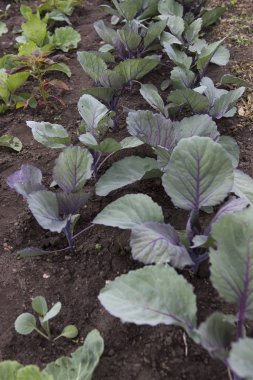 Bahçede mavi lahana