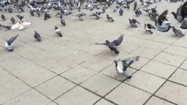 Flock of Pigeons Feeding — Stock Video