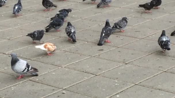 Troupeau de pigeons se nourrissant — Video