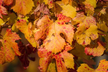 Sarı sonbahar yaprakları