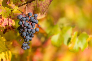 Sonbahar üzüm üzüm