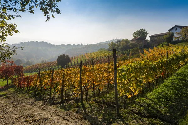 Vineyards in Piedmont — Stock Photo, Image