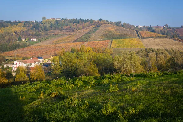 Piedmont'taki üzüm bağları — Stok fotoğraf