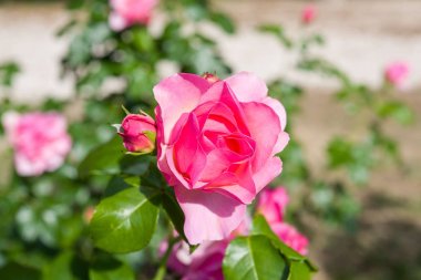 kırmızı gül çiçek