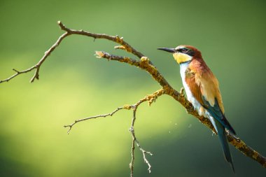 Doğal vahasında arı kuşugiller