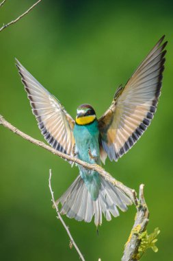 Doğal vahasında arı kuşugiller