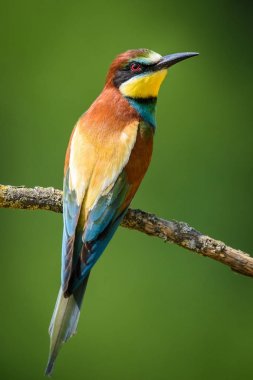 Doğal vahasında arı kuşugiller