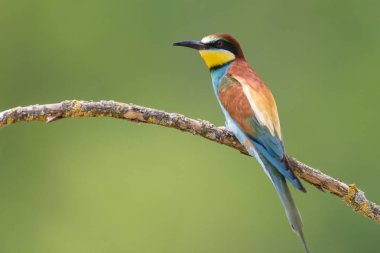 Doğal vahasında arı kuşugiller