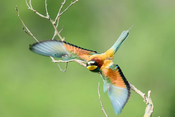 Bee-eater in natural Oasis — Stock Photo, Image
