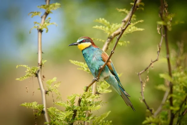 Bee-eater in natural Oasis — Stock Photo, Image