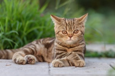 Kahverengi İskoç düz kedi