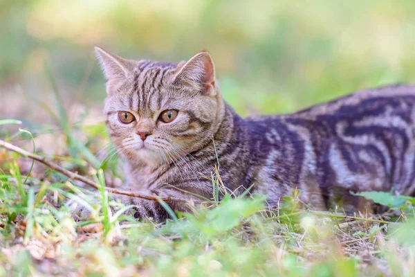 Chat droit écossais brun — Photo