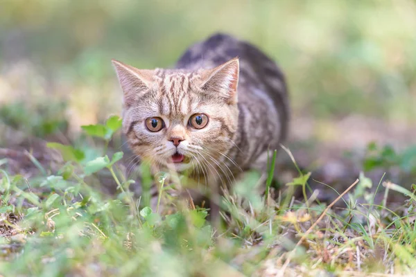 Chat droit écossais brun — Photo