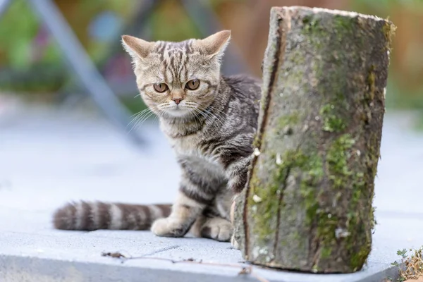 Chat droit écossais brun — Photo