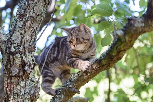 Kahverengi İskoç düz kedi