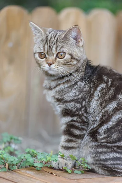 Chat droit écossais brun — Photo