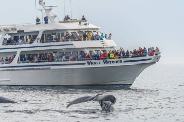 Whalewatching in Stellwagen Bank