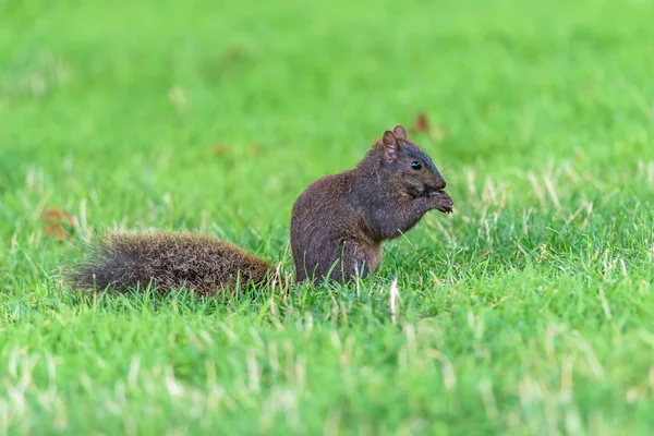 Écureuil sur l'herbe — Photo