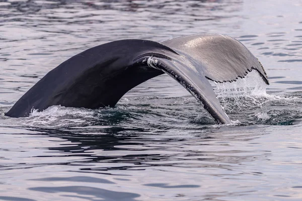 一条鲸鱼的尾巴 — 图库照片