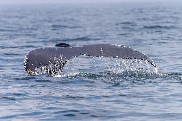 Coda di una balena — Foto Stock