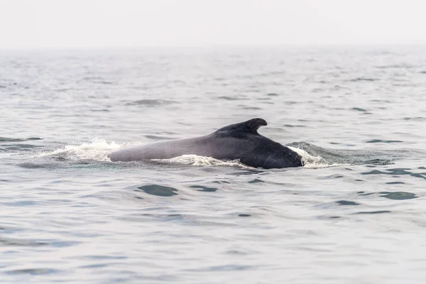 Πίσω από μια φάλαινα — Φωτογραφία Αρχείου