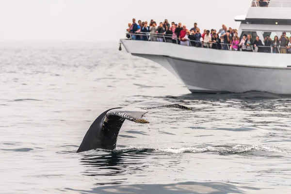 Whalewatching nell'oceano — Foto Stock