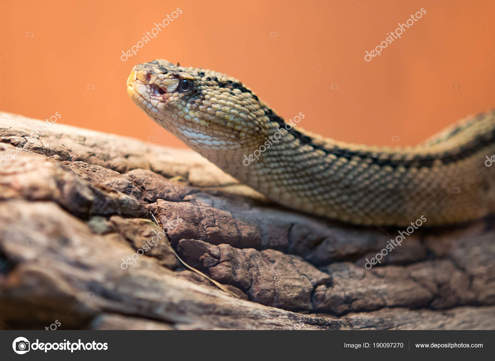 SERPENTI A SONAGLI SCARICARE