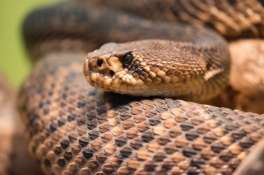 Diamondback çıngıraklı yılan